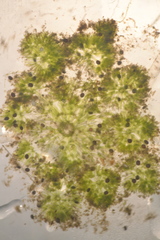Nitella hyalina