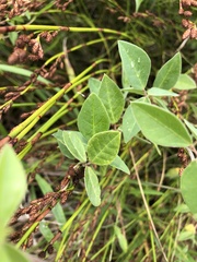 Macrotyloma axillare