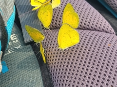 Eurema brigitta