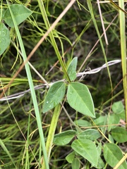 Macrotyloma axillare