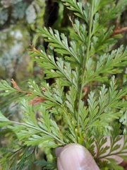 Davallia trichomanoides