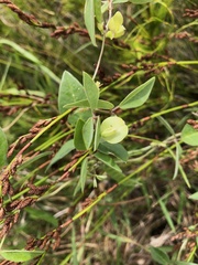 Macrotyloma axillare