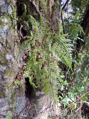 Davallia trichomanoides