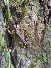 Davallia trichomanoides
