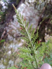 Davallia trichomanoides