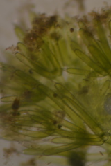 Nitella hyalina