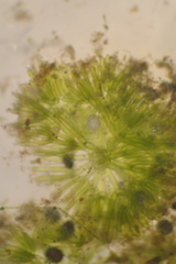 Nitella hyalina