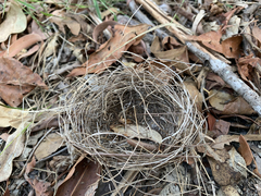 Manorina melanocephala