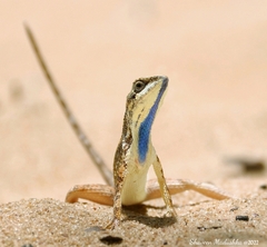 Sitana devakai