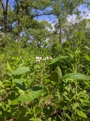 Rubus uniformis