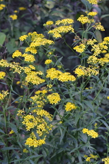 Senecio linearifolius