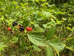 Rubus uniformis