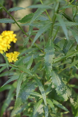 Senecio linearifolius