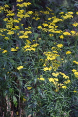 Senecio linearifolius