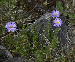 Brachyscome rigidula