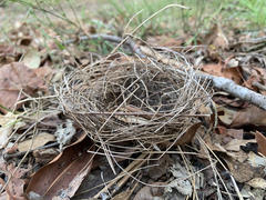 Manorina melanocephala
