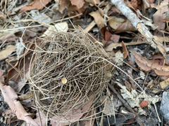 Manorina melanocephala