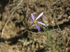 Galatella aragonensis