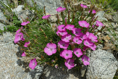 Dianthus pavonius