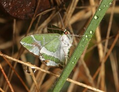 Chlorodes boisduvalaria