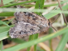 Agrotis infusa