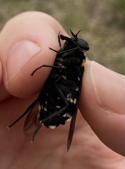 Triclista guttata