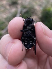 Triclista guttata
