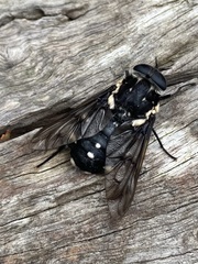 Triclista guttata