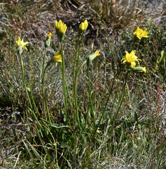 Microseris lanceolata