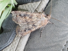 Agrotis infusa