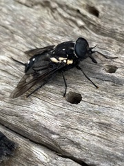 Triclista guttata