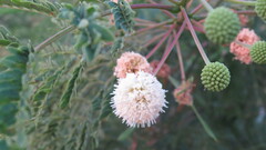 Leucaena leucocephala