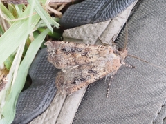 Agrotis infusa