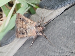 Agrotis infusa