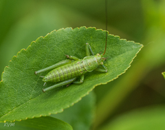 Tettigonia