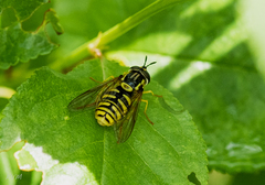Chrysotoxum cautum