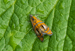 Olethreutes arcuella