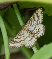Heliomata glarearia