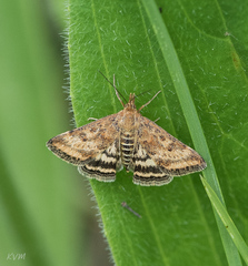 Pyrausta despicata