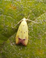 Gymnobathra flavidella