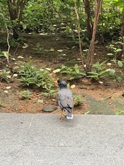 Acridotheres javanicus