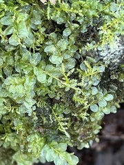 Rhizomnium punctatum