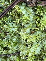 Rhizomnium punctatum