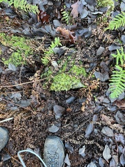 Rhizomnium punctatum
