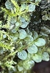 Rhizomnium punctatum