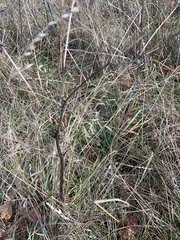 Sanicula crassicaulis