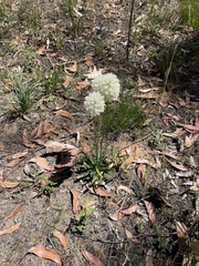 Ptilotus macrocephalus