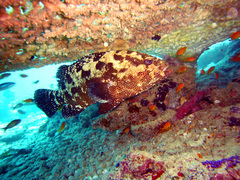 Epinephelus polyphekadion
