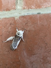 Cryptophasa albacosta