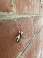 Cryptophasa albacosta